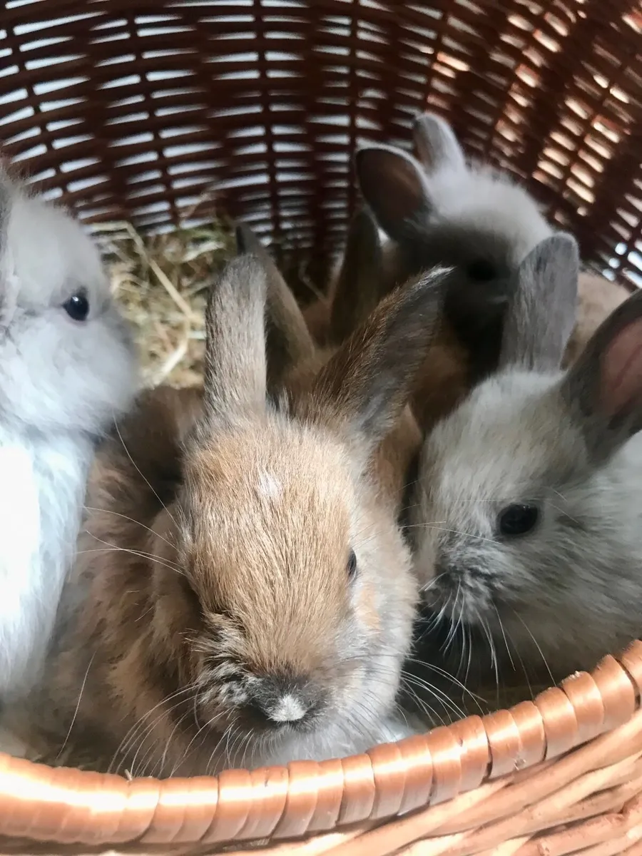 Bunnies - Image 3