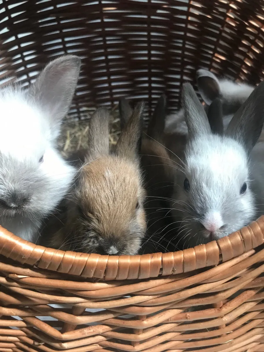 Bunnies - Image 2