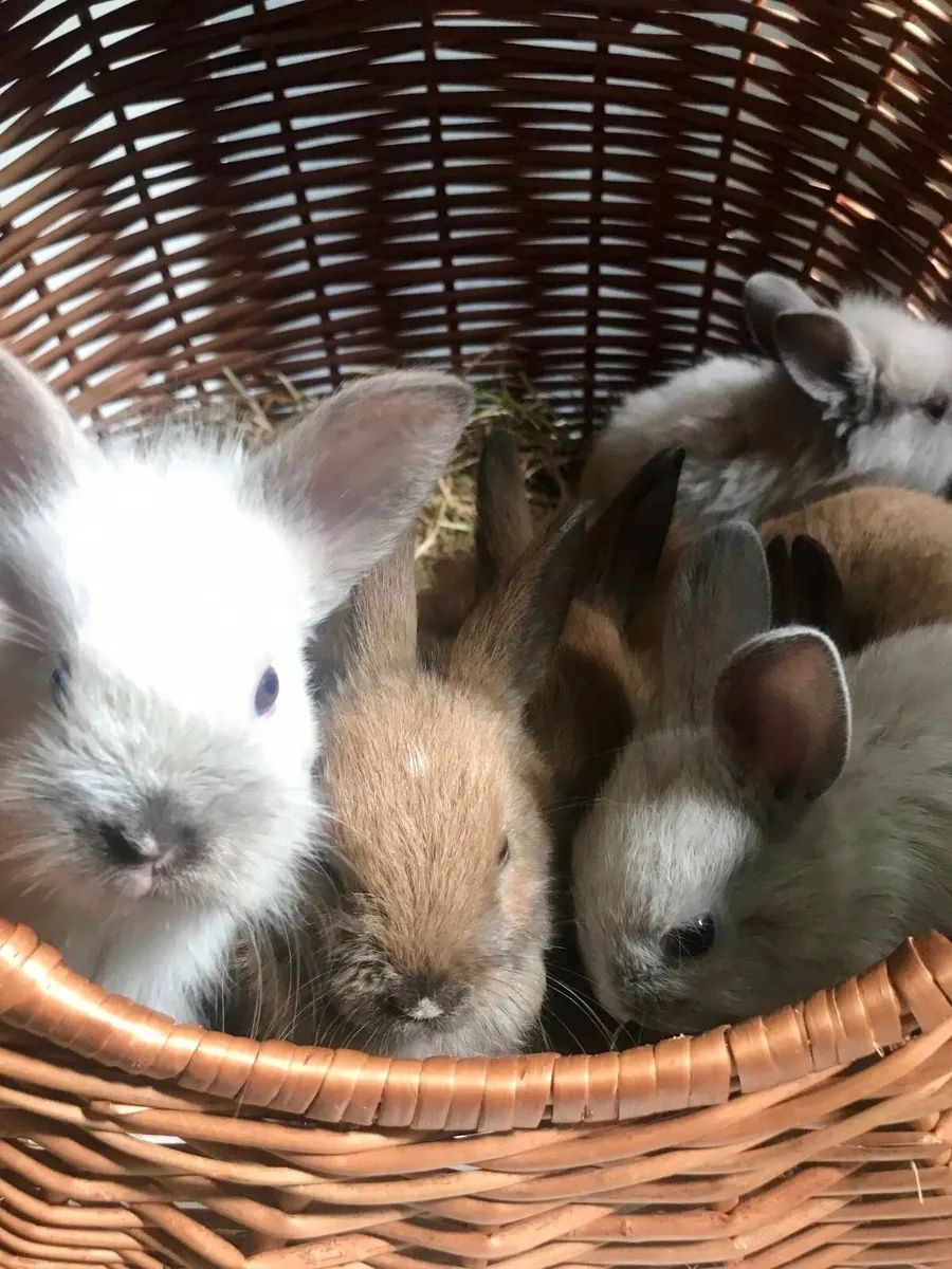 Bunnies - Image 4