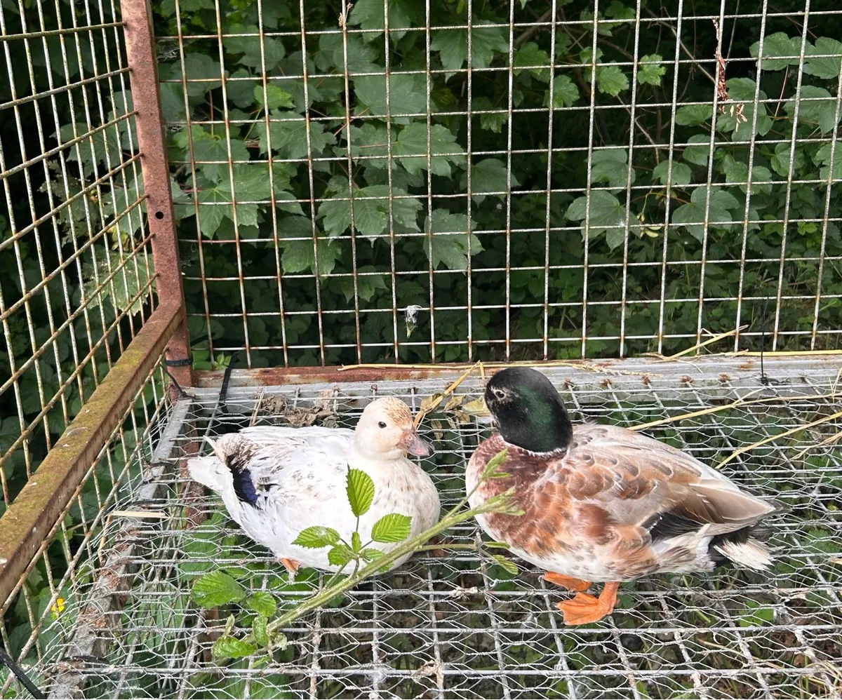Call ducks - Image 2