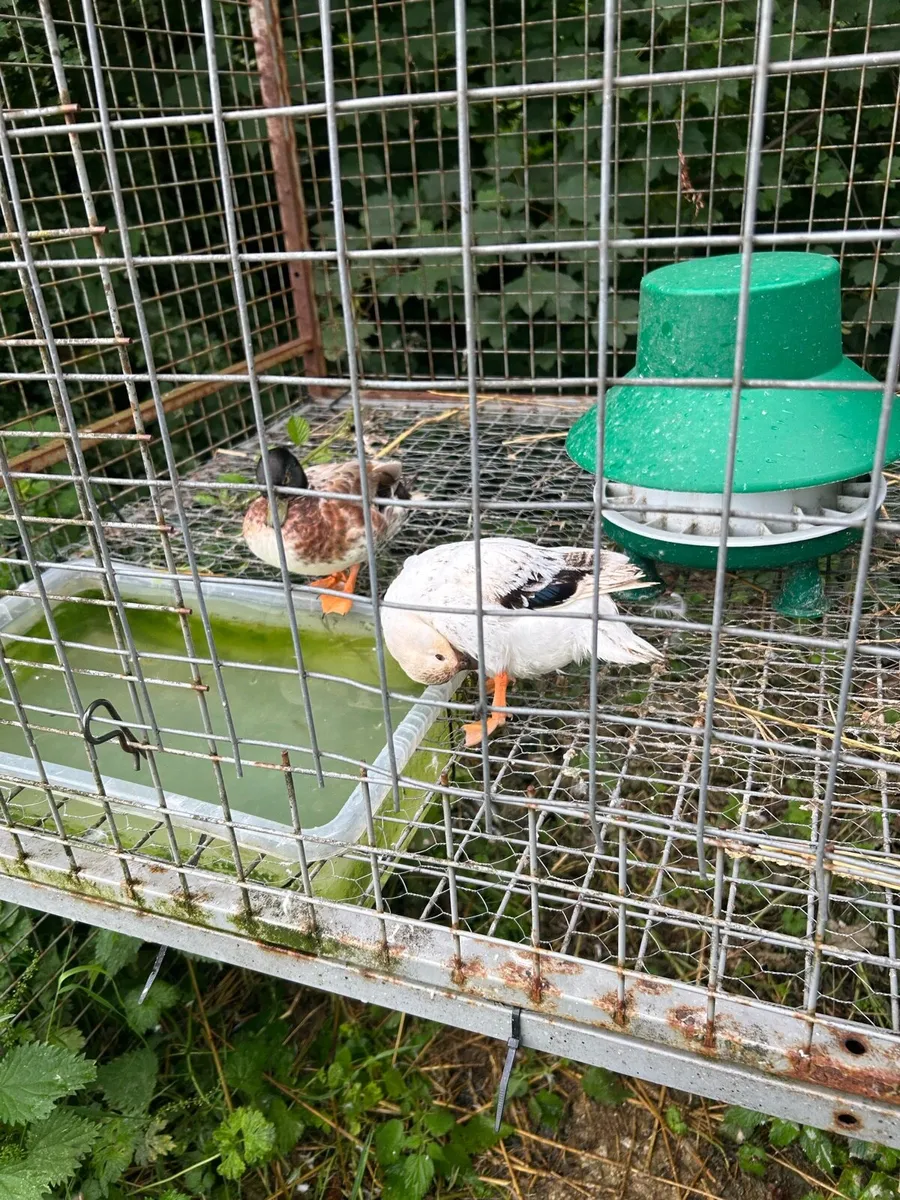 Call ducks - Image 1