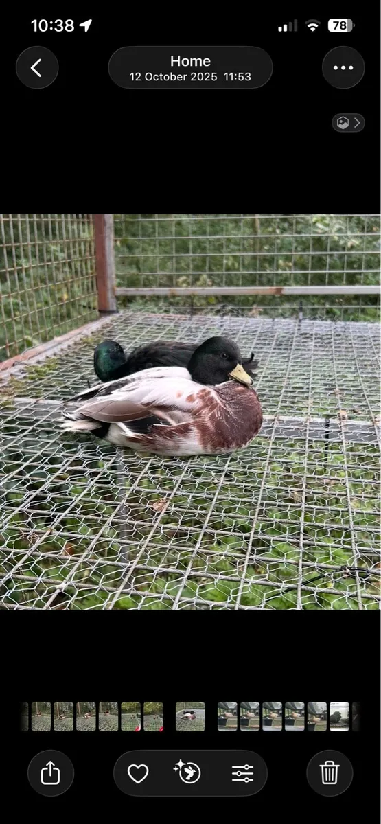 Call ducks - Image 4