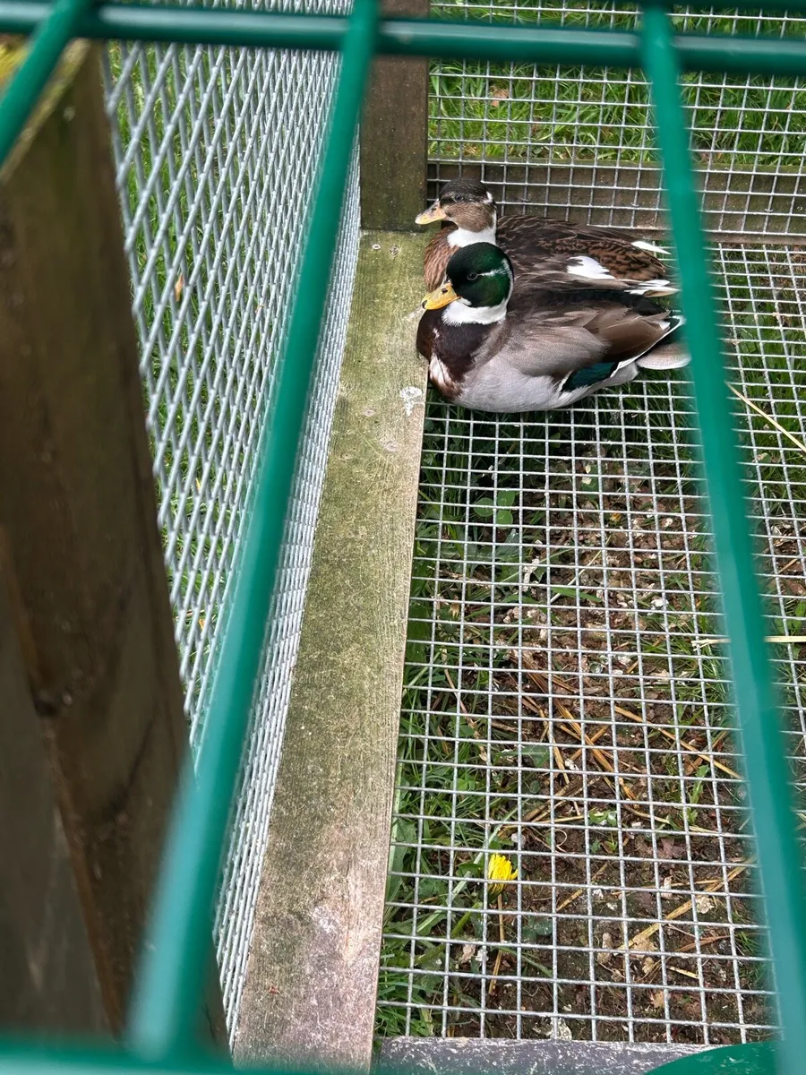Call ducks - Image 3