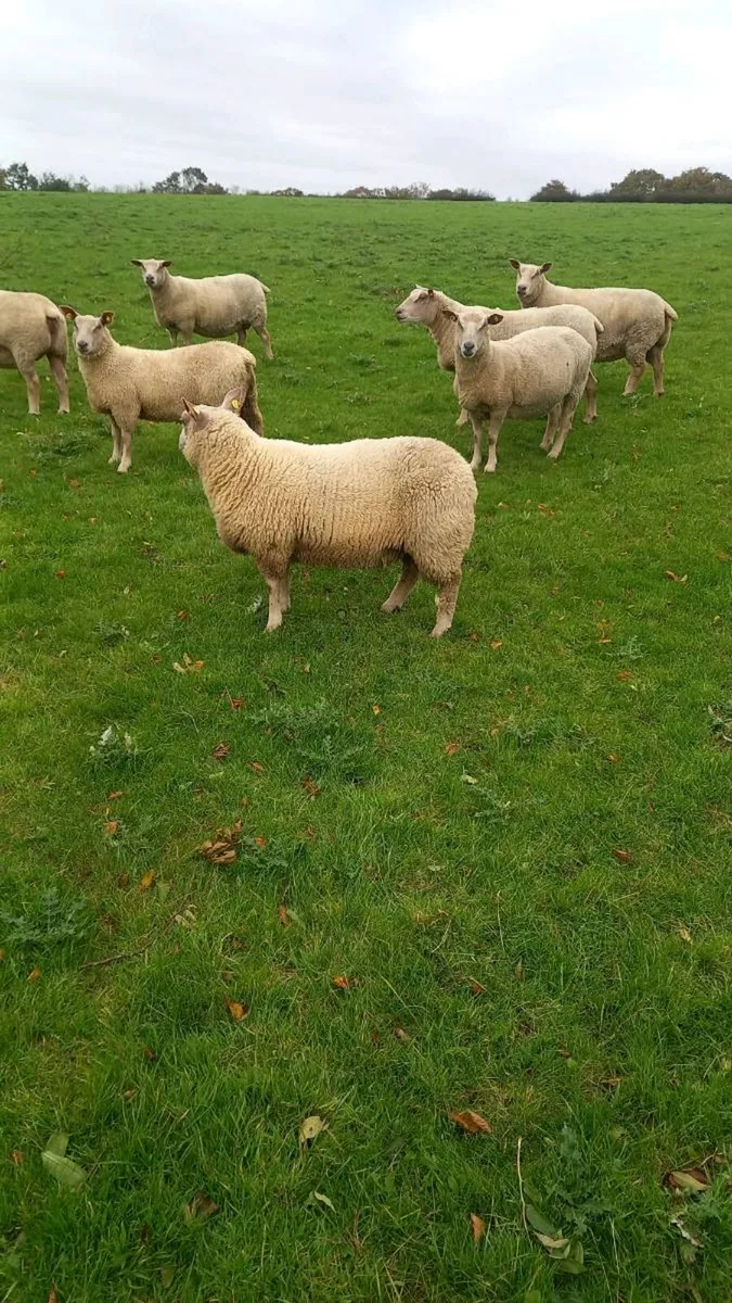 Pure bred Charollais Ewe lambs and Hoggets