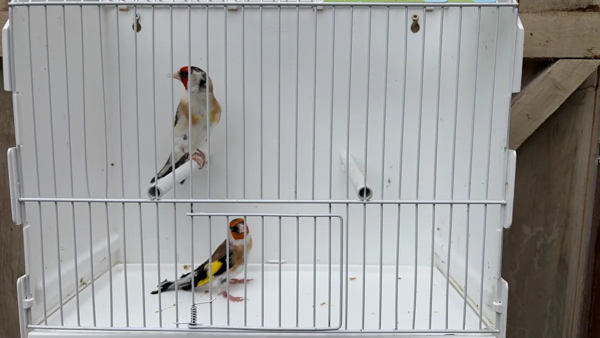 Siberian goldfinches - Image 1