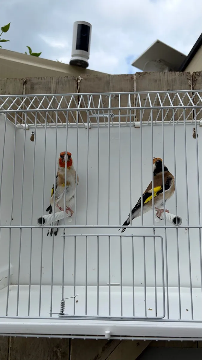Siberian goldfinches - Image 2