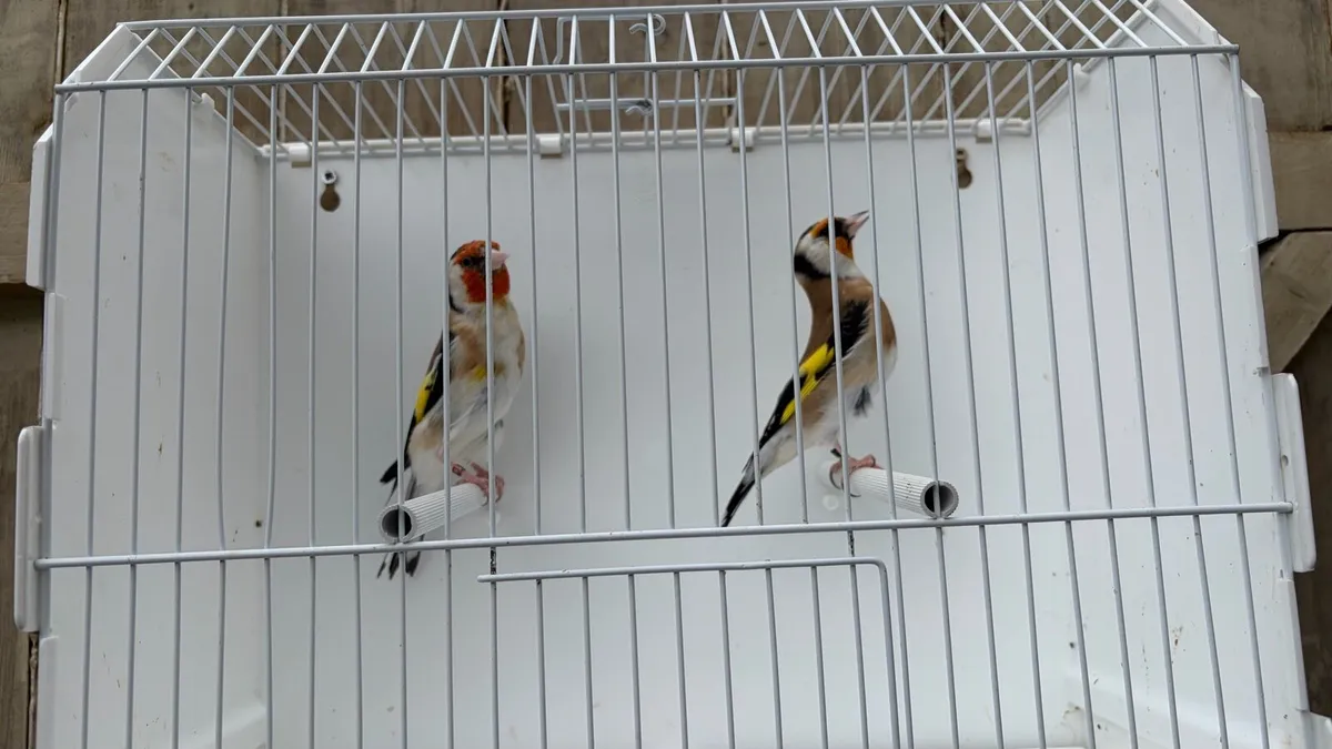 Siberian goldfinches - Image 4