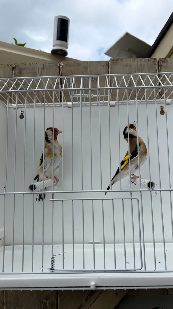 Siberian goldfinches - Image 3
