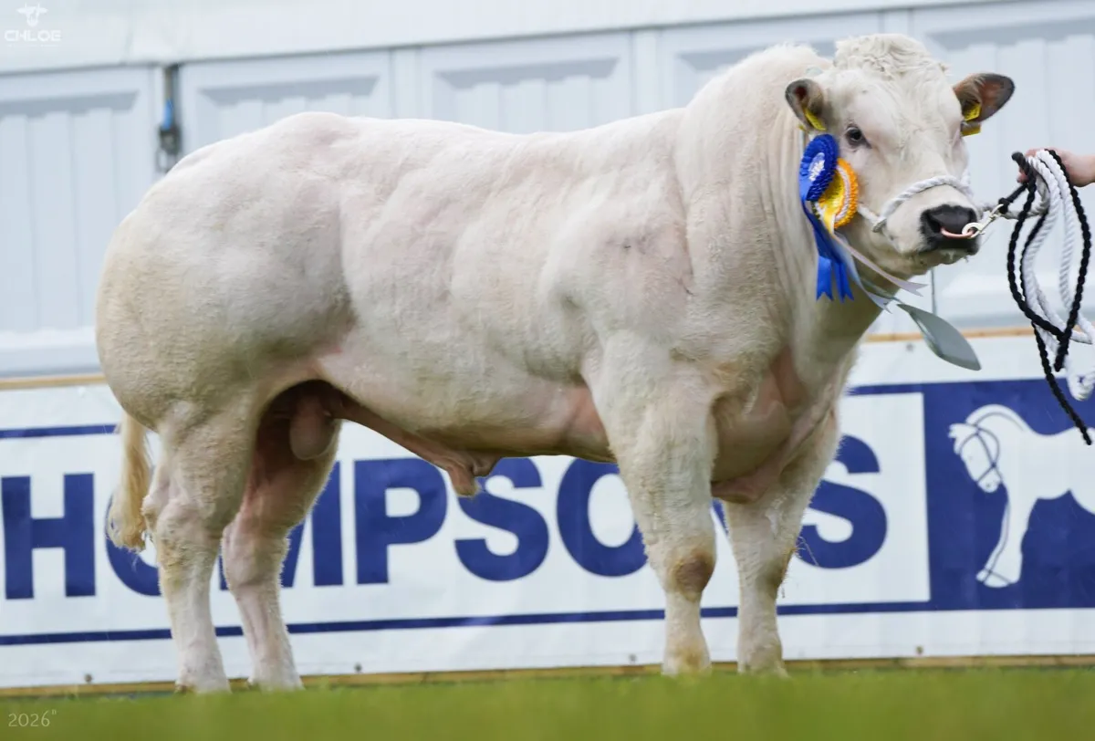 Blue Bulls - Image 1