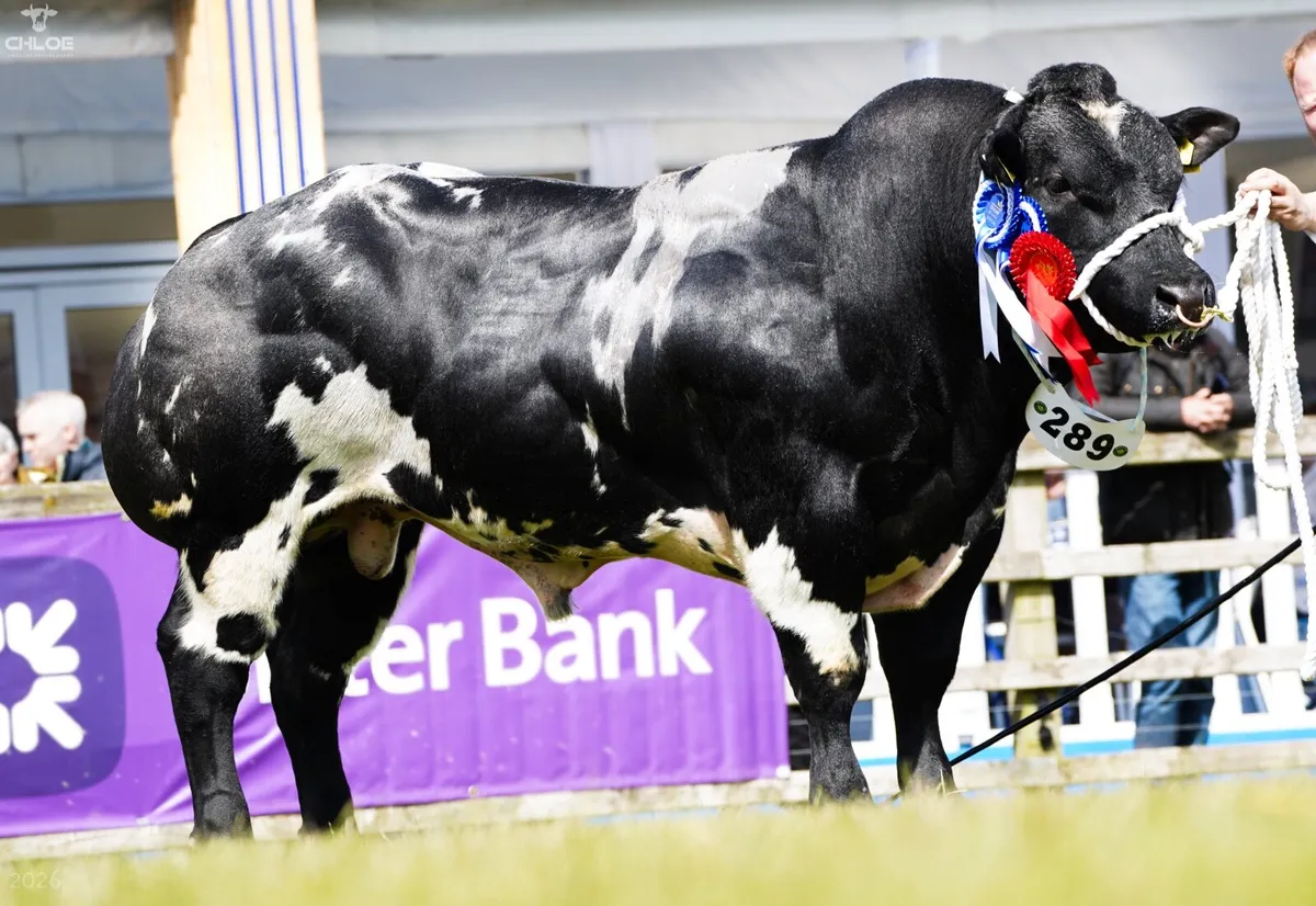 Blue Bulls - Image 2
