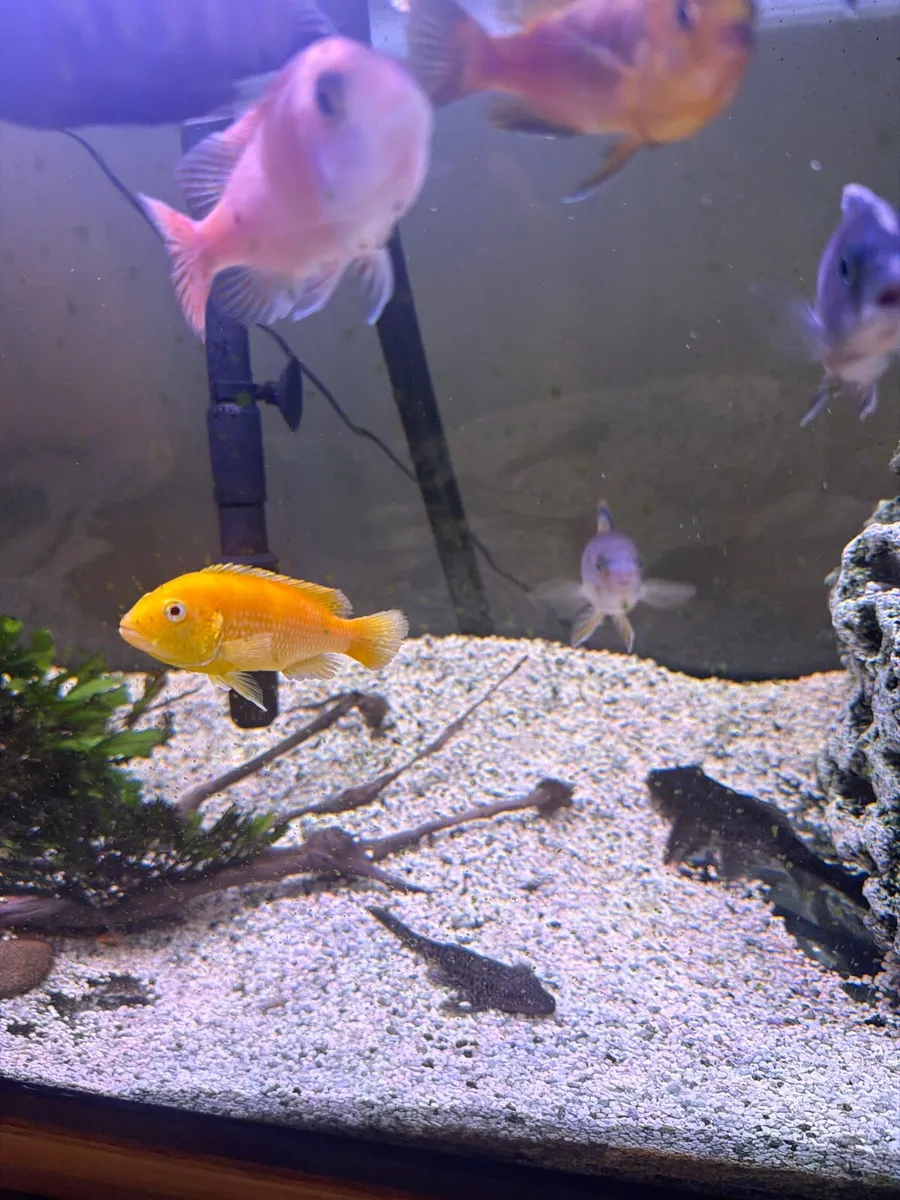 Cichlid fish - Image 1
