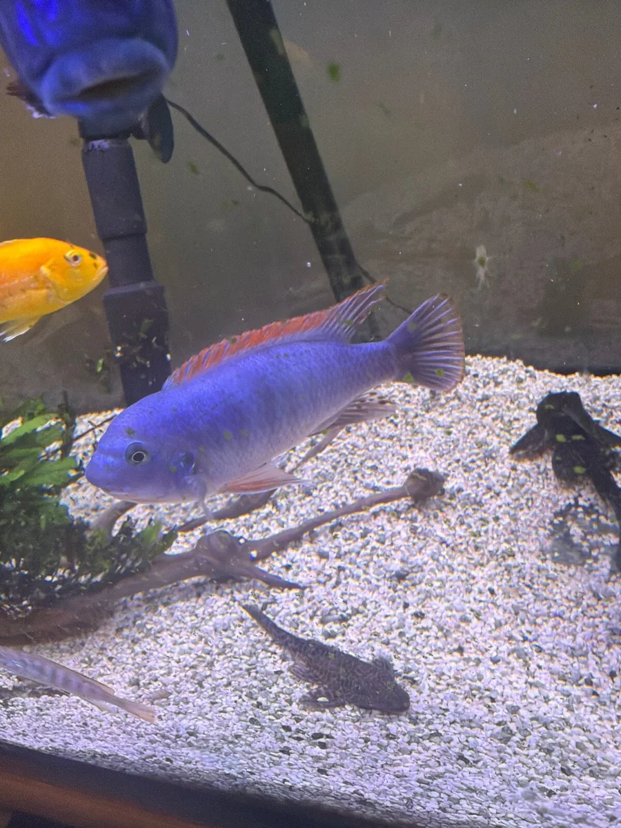 Cichlid fish - Image 2
