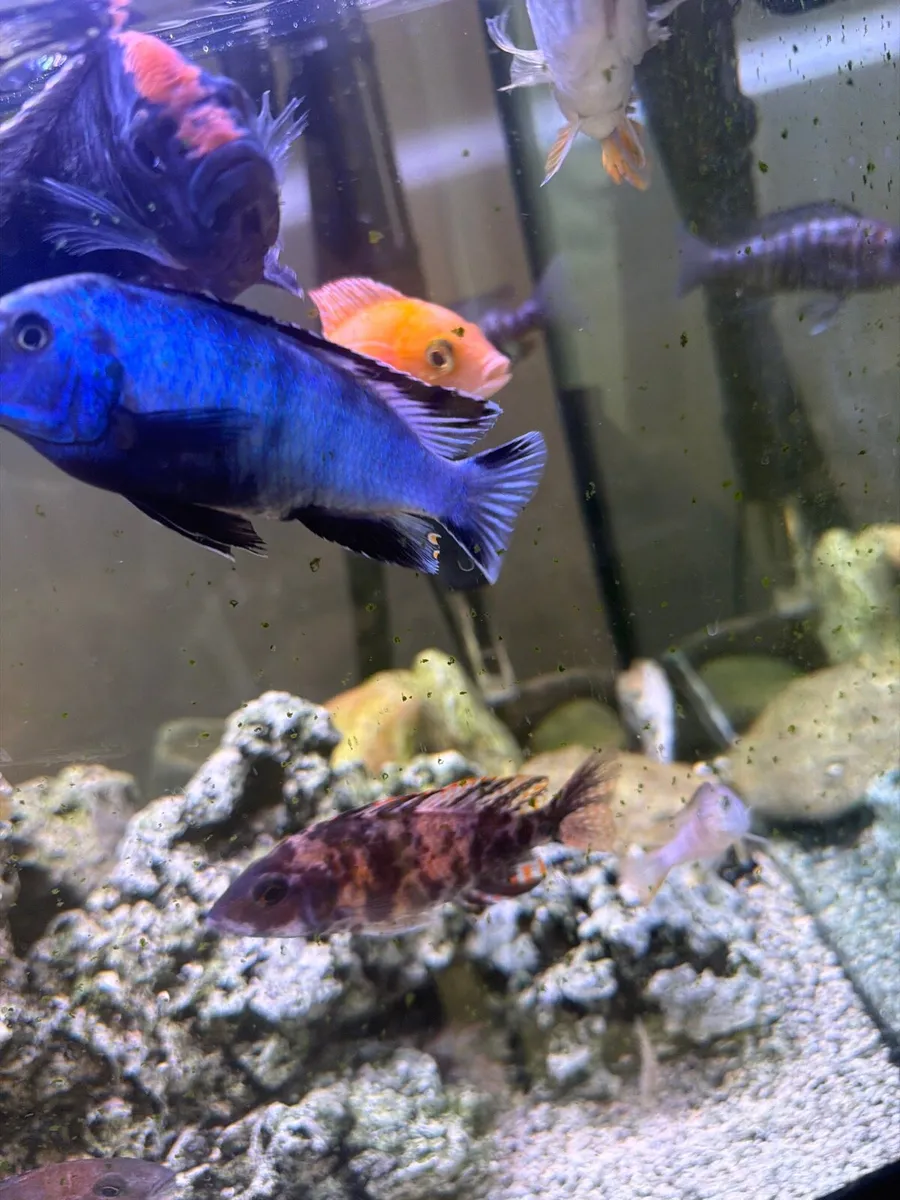 Cichlid fish - Image 3
