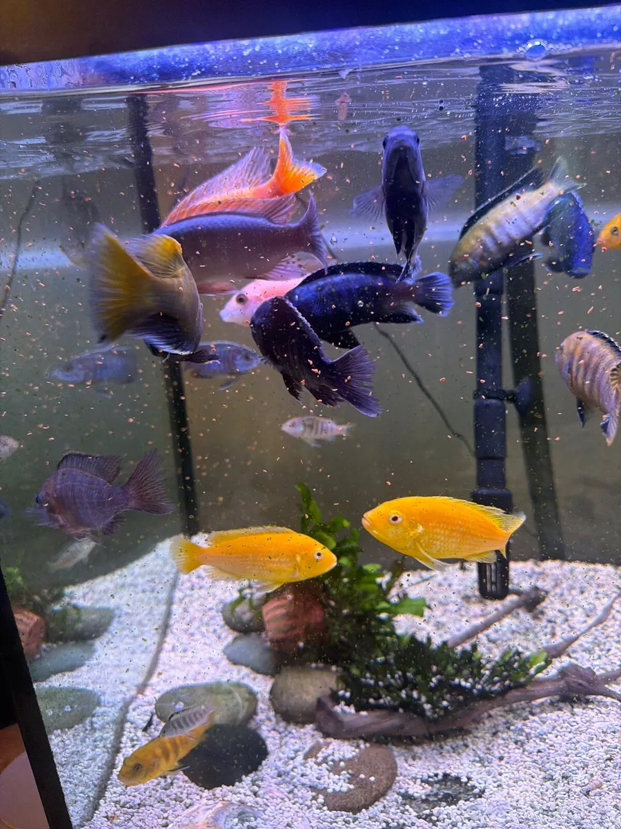 Cichlid fish - Image 4
