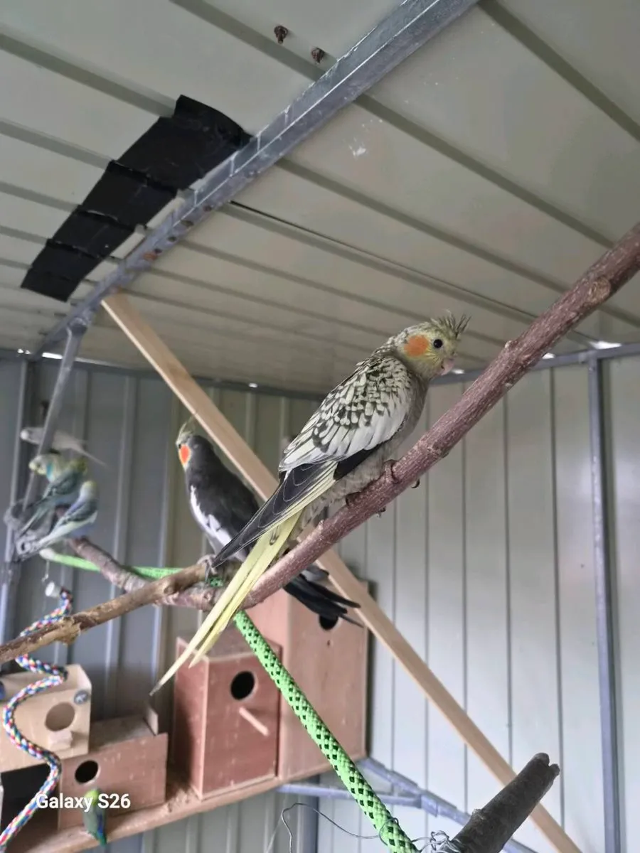 budgies and cockiteils for sale - Image 4
