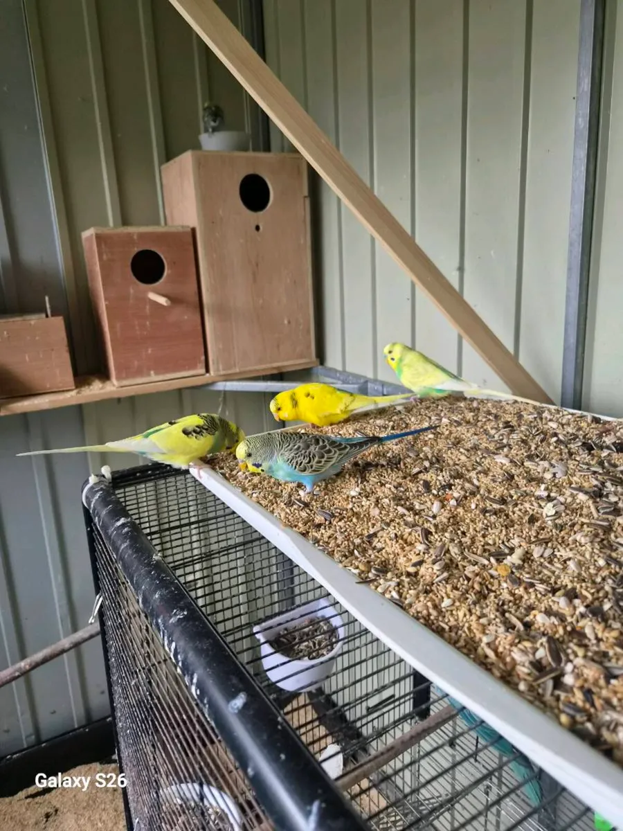 budgies and cockiteils for sale - Image 2