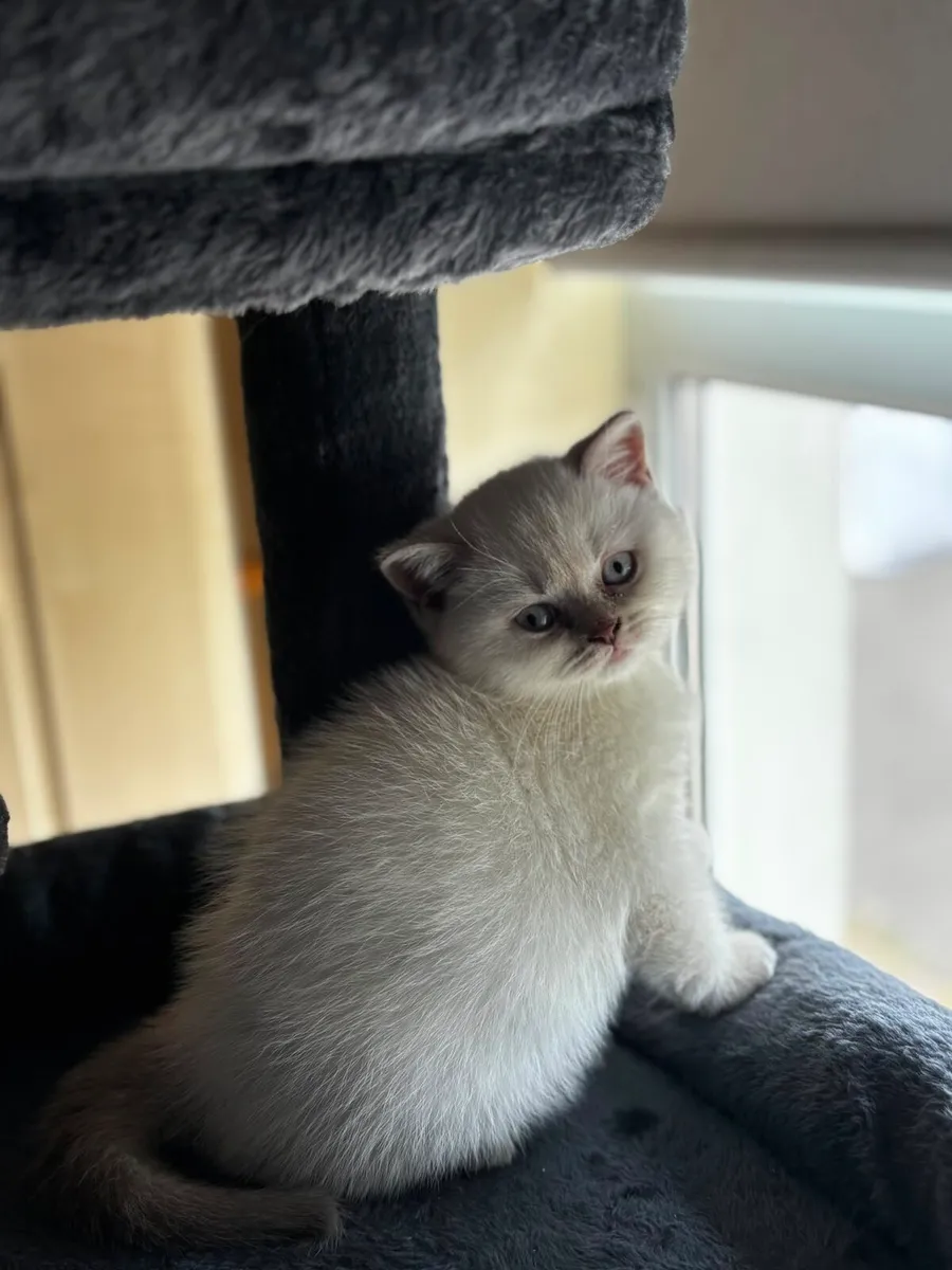 British Shorthair Male Kittens  3 Boys Available - Image 4