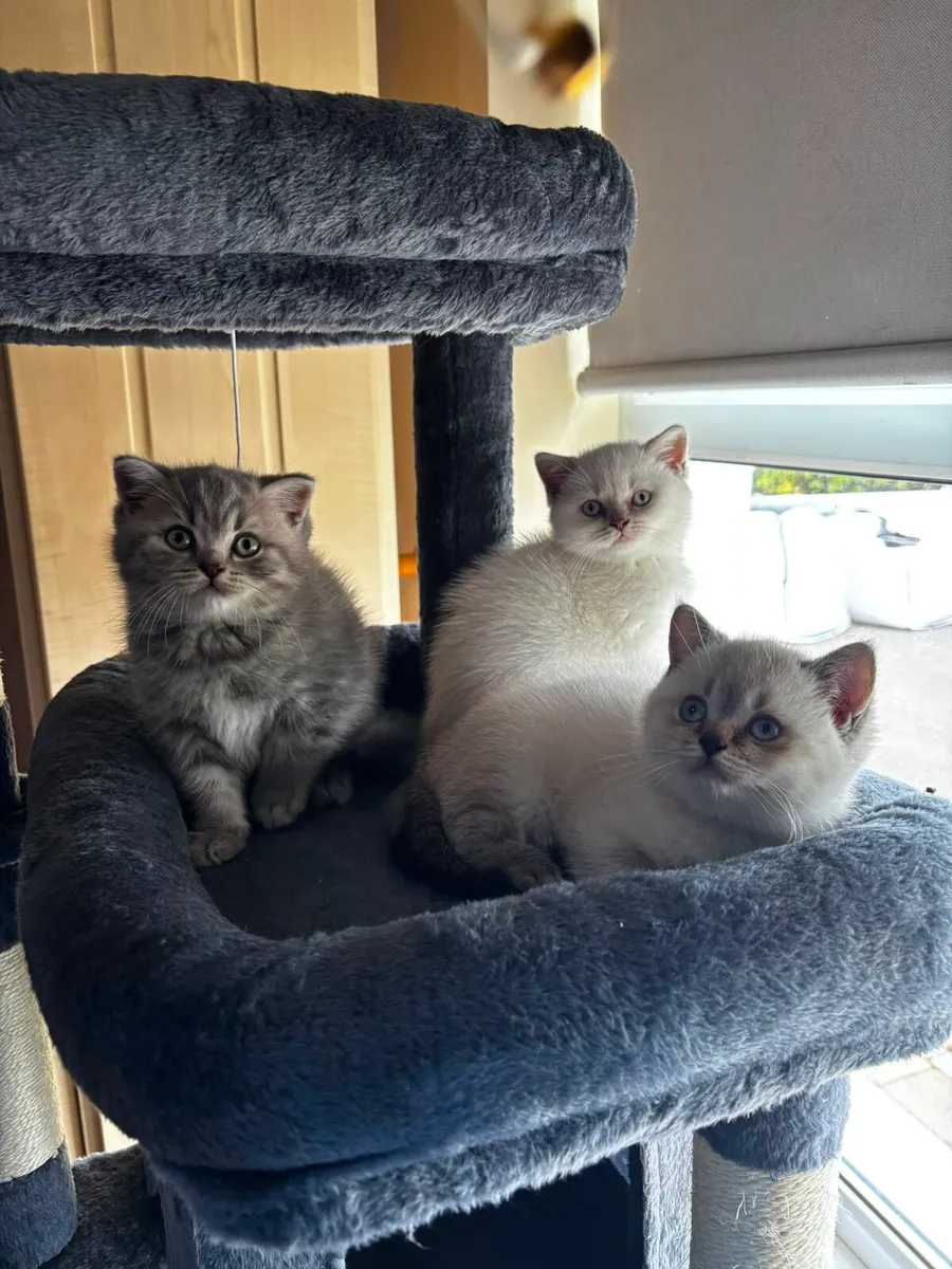 British Shorthair Male Kittens  3 Boys Available - Image 1