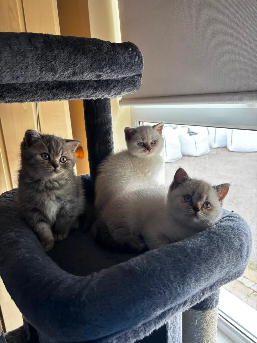 British Shorthair Male Kittens  3 Boys Available - Image 2