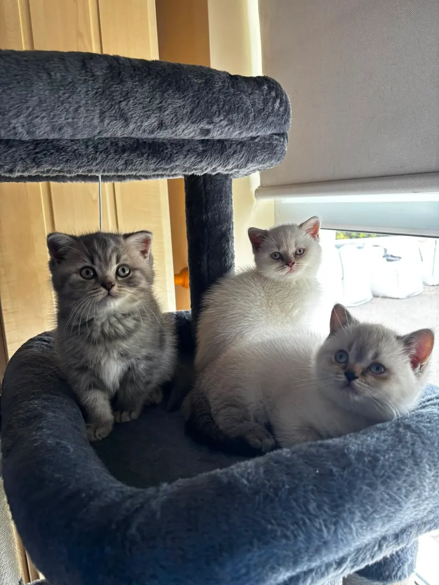 British Shorthair Male Kittens  3 Boys Available - Image 3