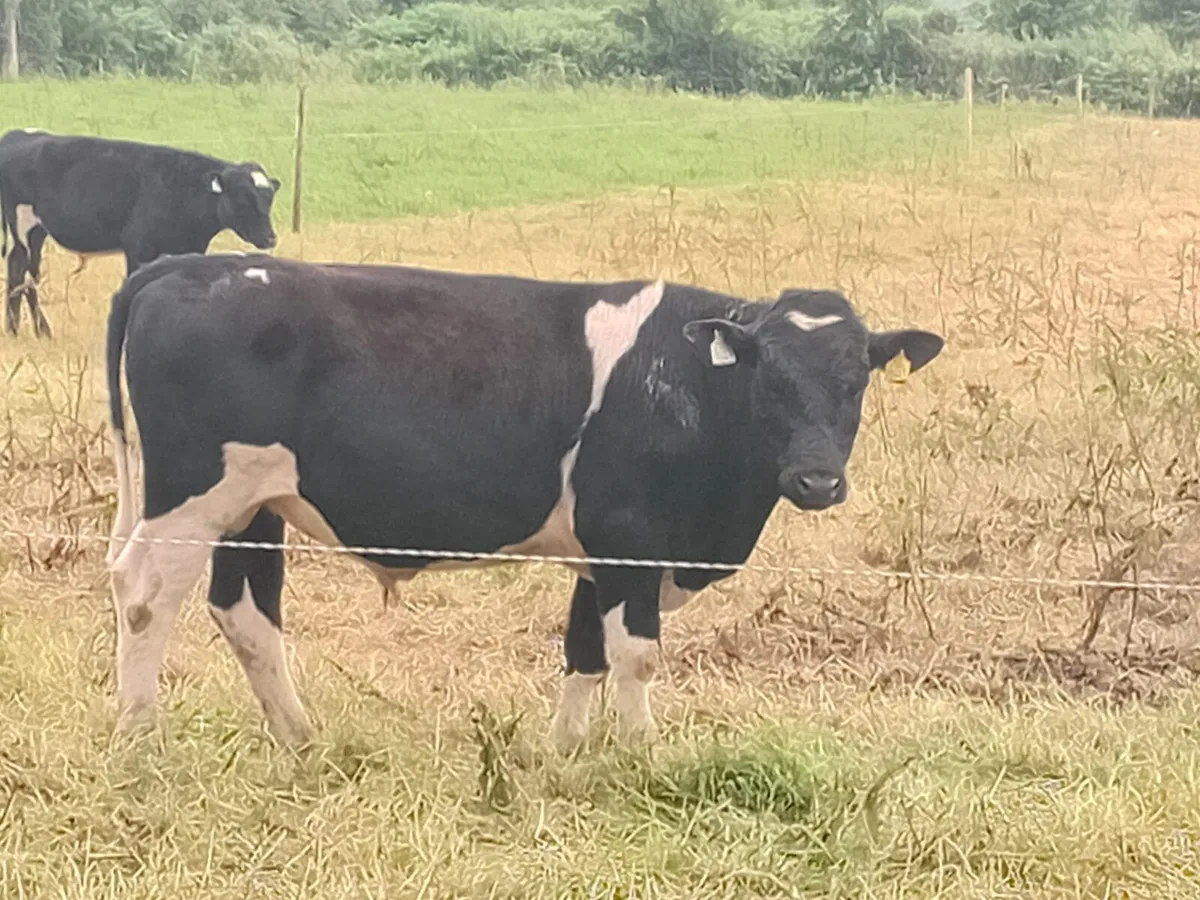 5 Weanling Bulls - Image 1