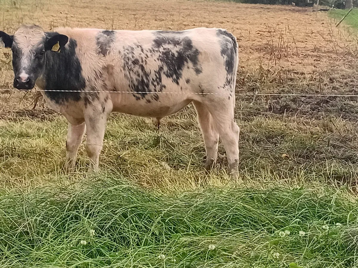 5 Weanling Bulls - Image 2