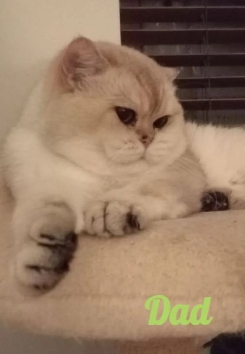 British shorthair kittens - silver & golden - Image 2