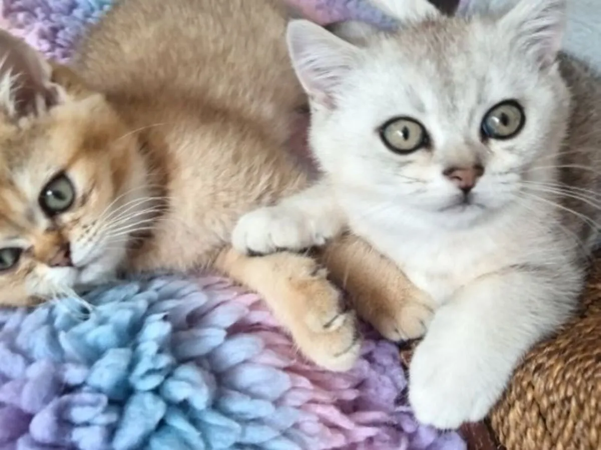 British shorthair kittens - silver & golden - Image 4