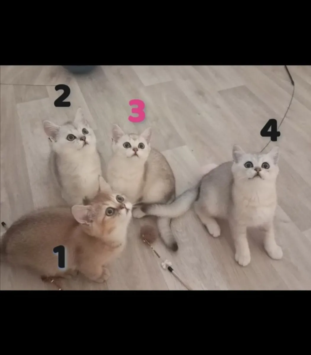 British shorthair kittens - silver & golden - Image 1