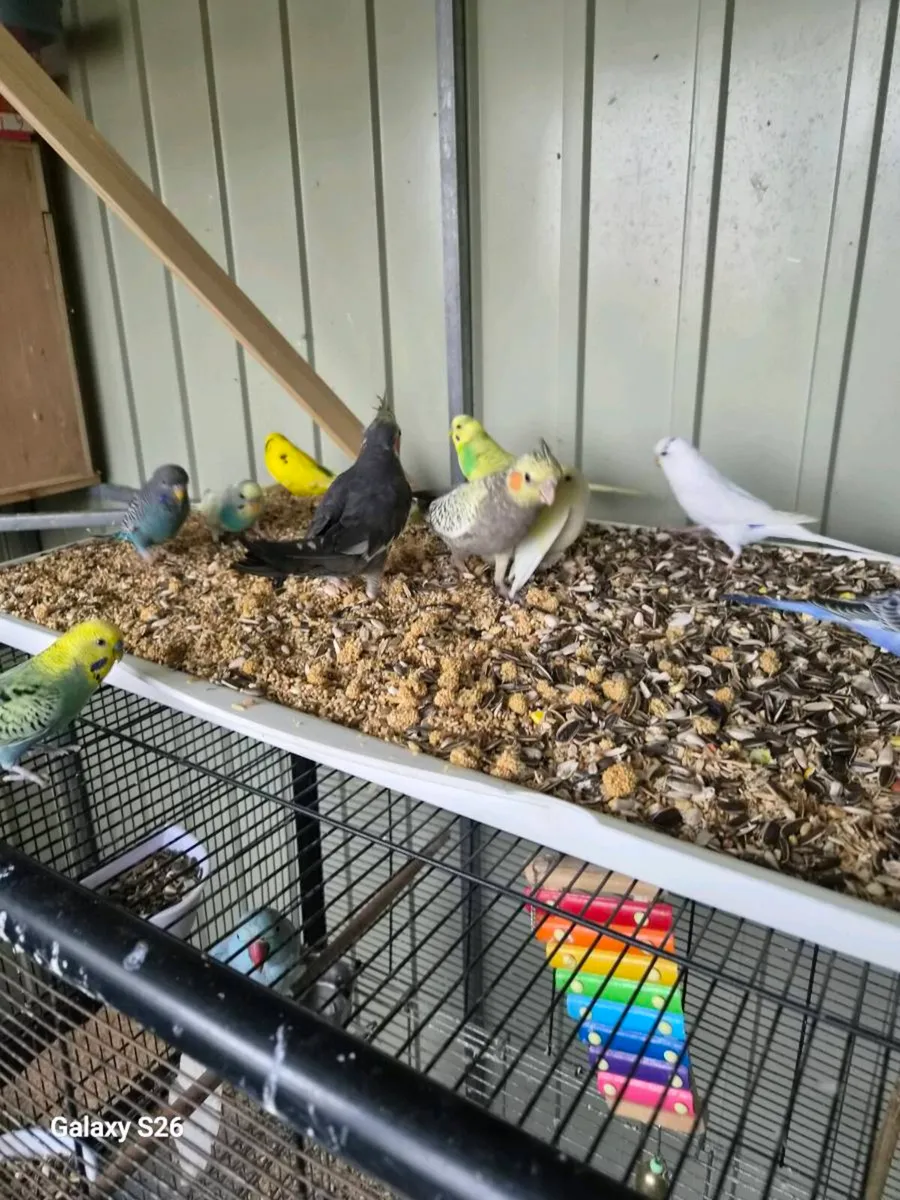 budgies and cockiteils for sale - Image 1