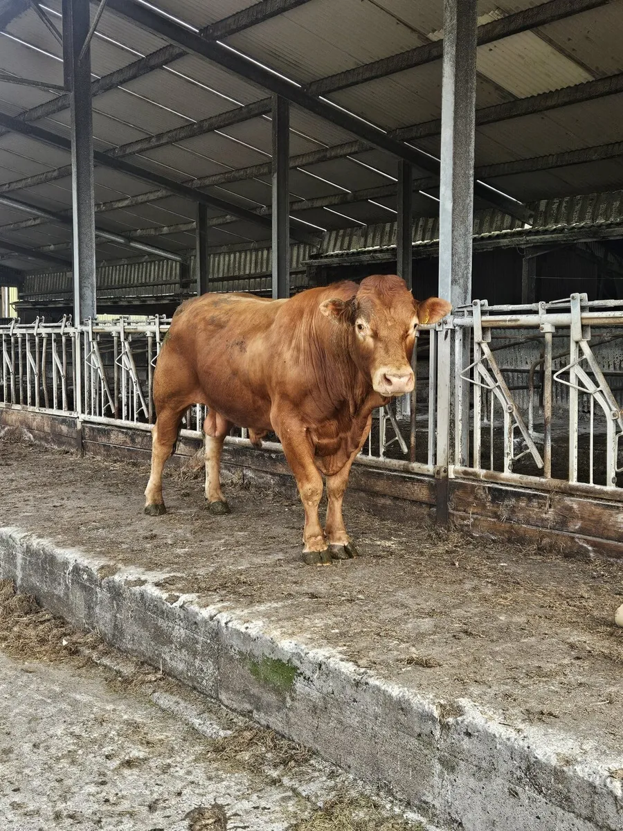 5 star PB Limousin Bull - Image 4