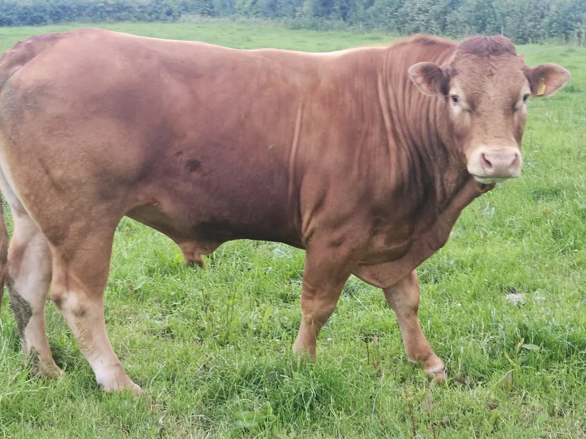 5 star PB Limousin Bull - Image 2