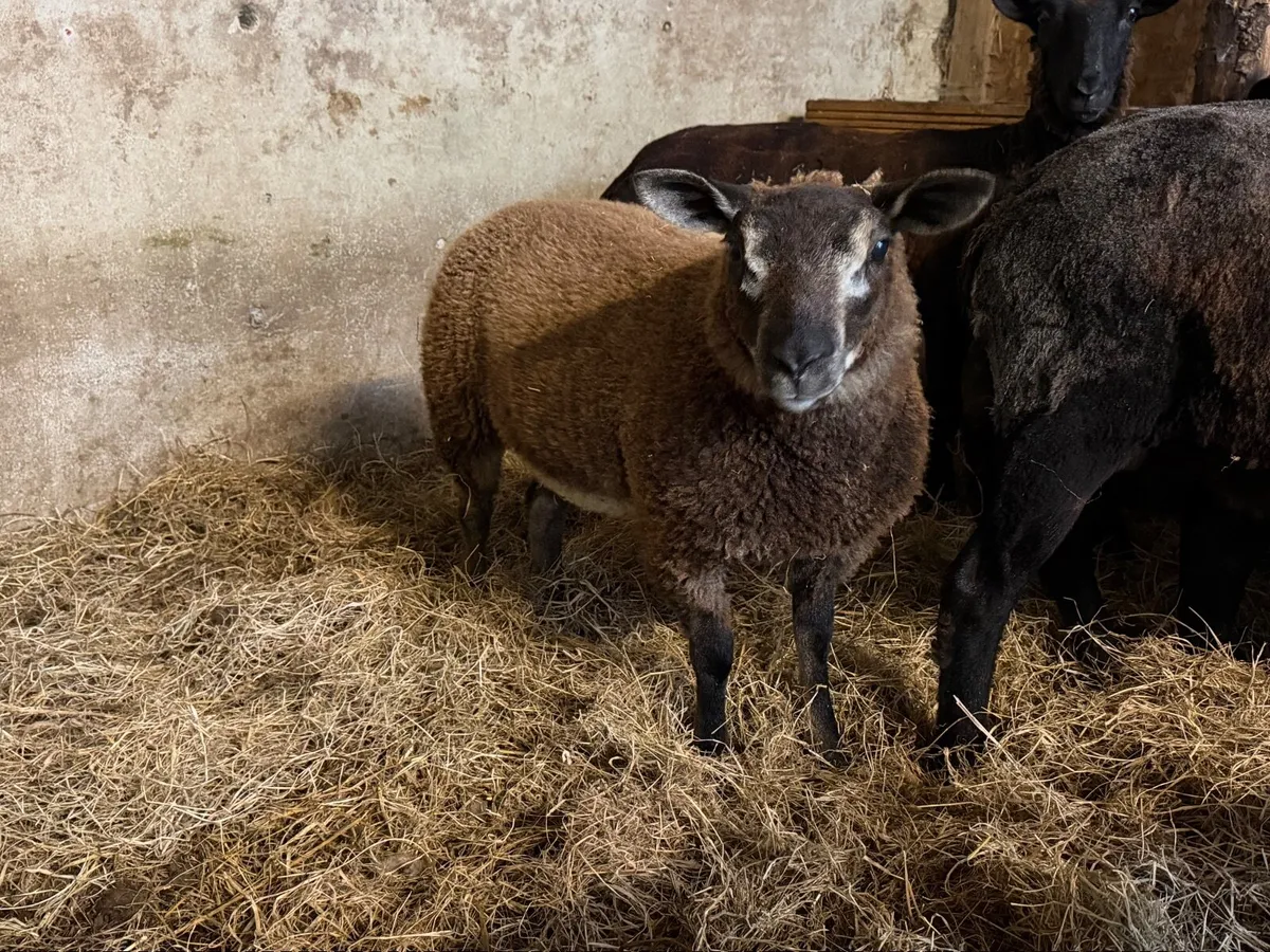 Lovely blue texel ewe lamb - Image 1