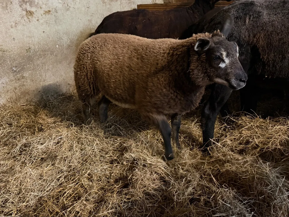 Lovely blue texel ewe lamb - Image 2