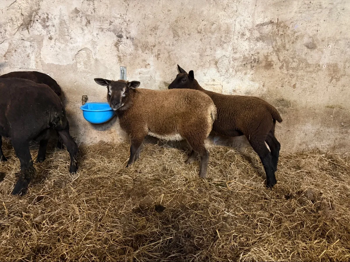 Lovely blue texel ewe lamb - Image 3