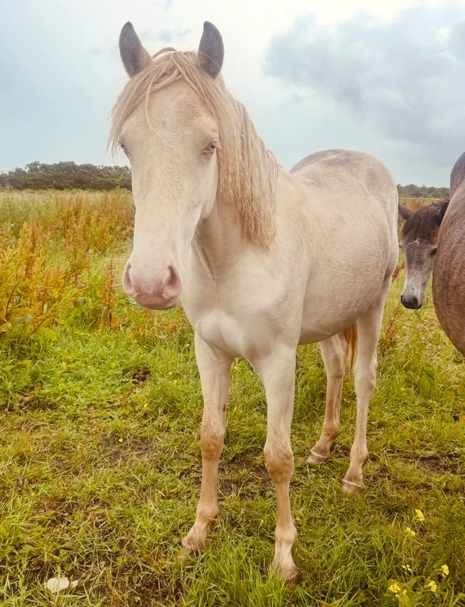 Blue eyed cream filly yearling - Image 2