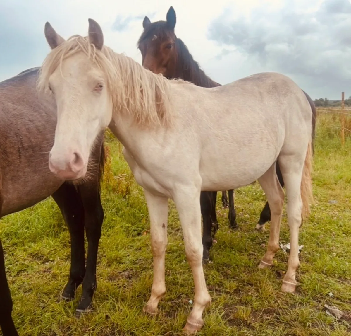 Blue eyed cream filly yearling - Image 1
