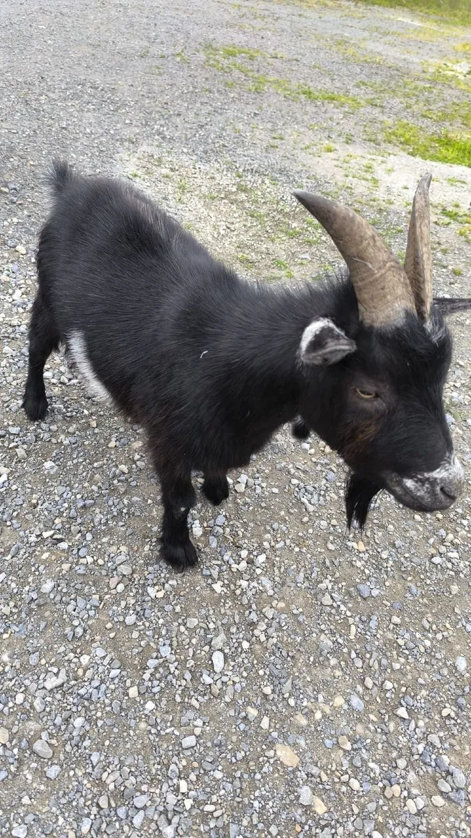 Pygmy Goats for Sale - Image 2