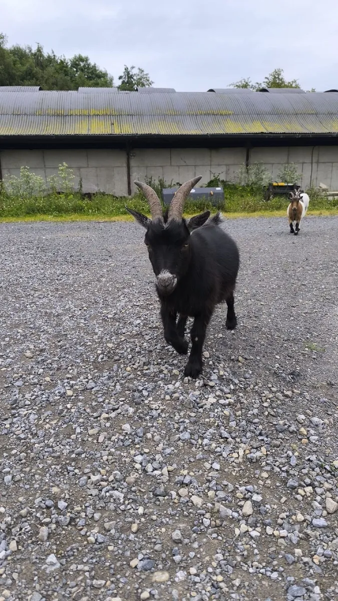 Pygmy Goats for Sale - Image 3