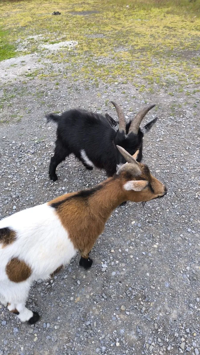 Pygmy Goats for Sale - Image 4