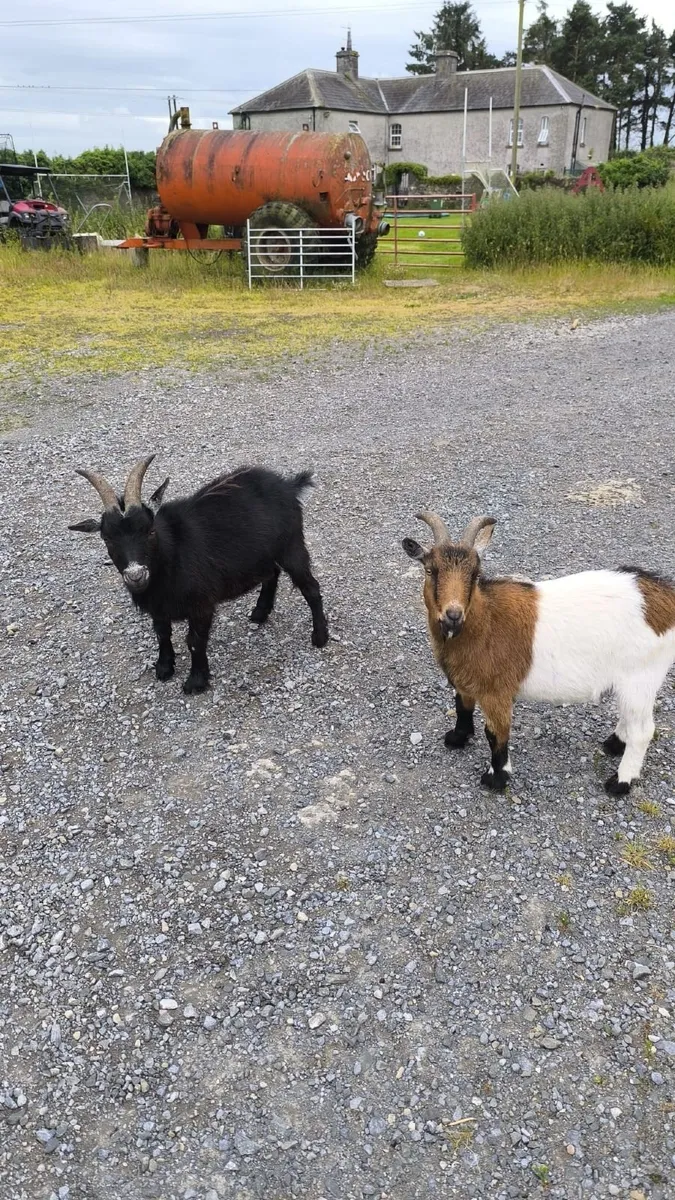 Pygmy Goats for Sale - Image 1