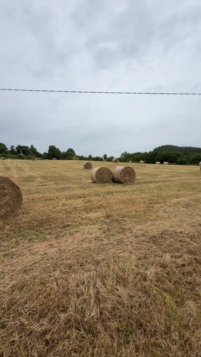 Top Quality Bales of Hay - Image 1