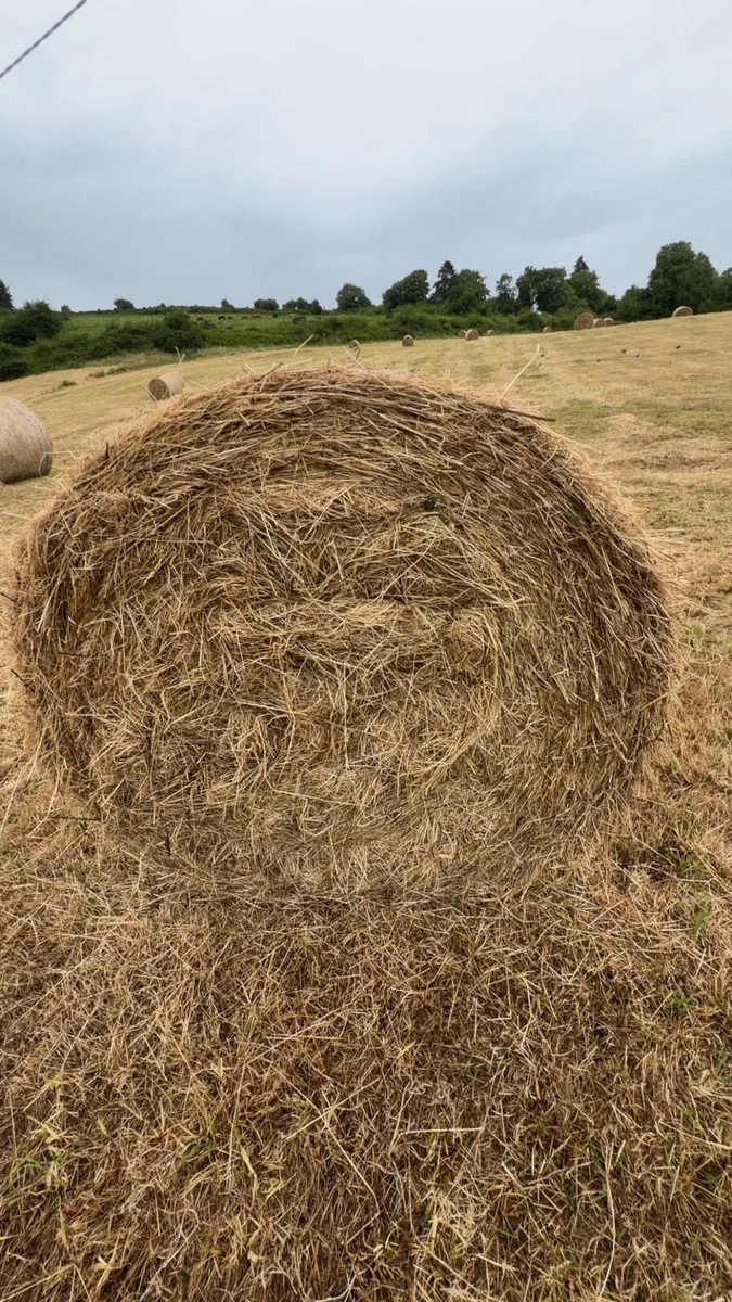 Top Quality Bales of Hay - Image 2