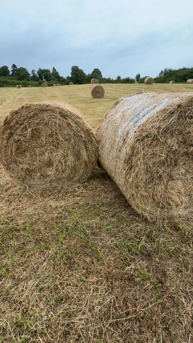 Top Quality Bales of Hay - Image 3