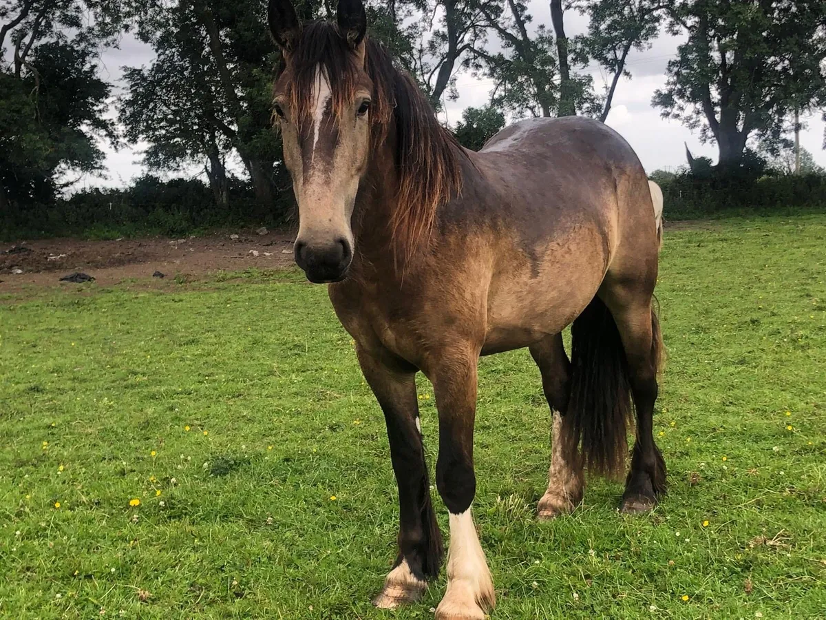 15.1 3 year old Dun Gelding - Image 2