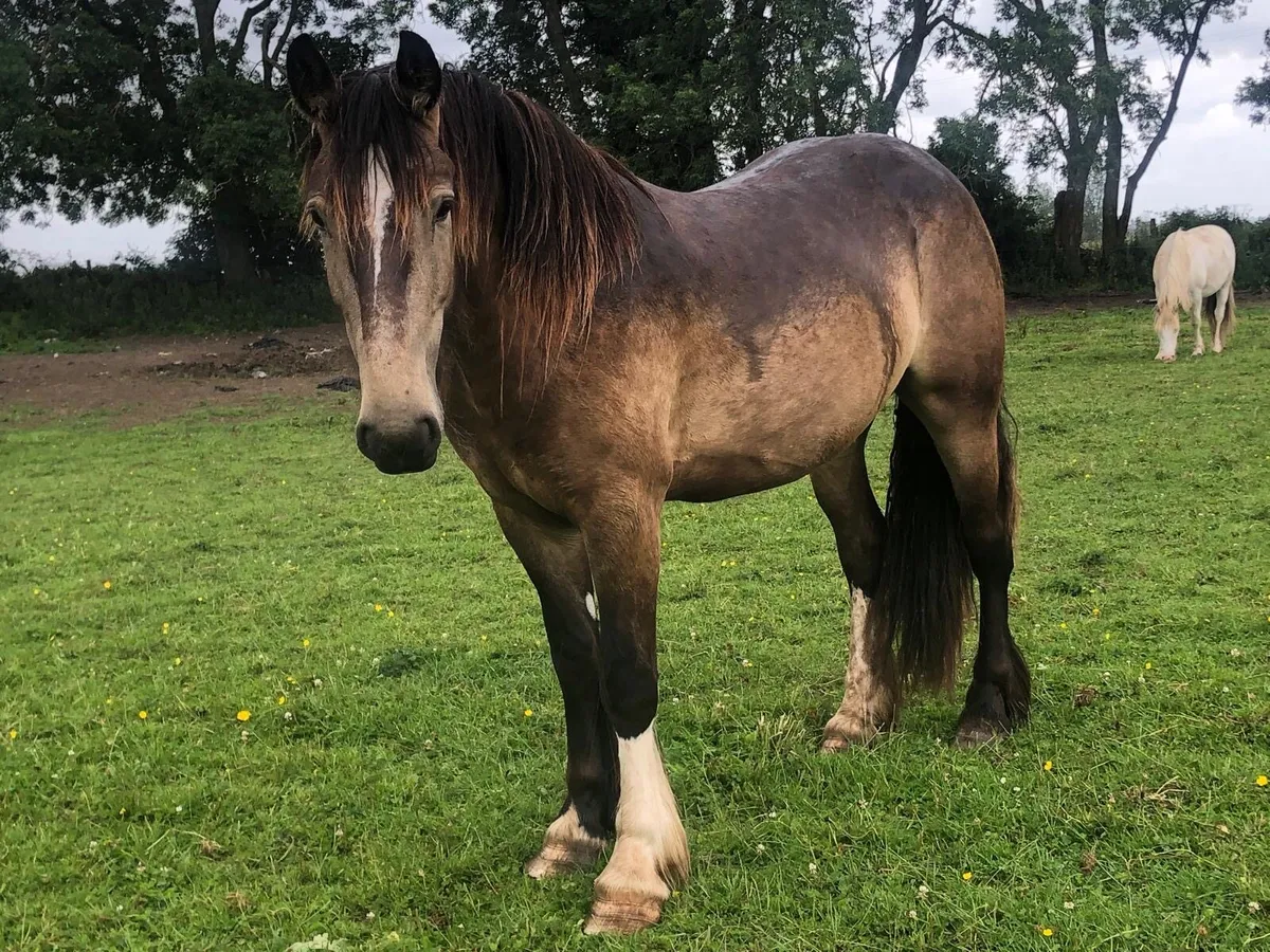 15.1 3 year old Dun Gelding - Image 1