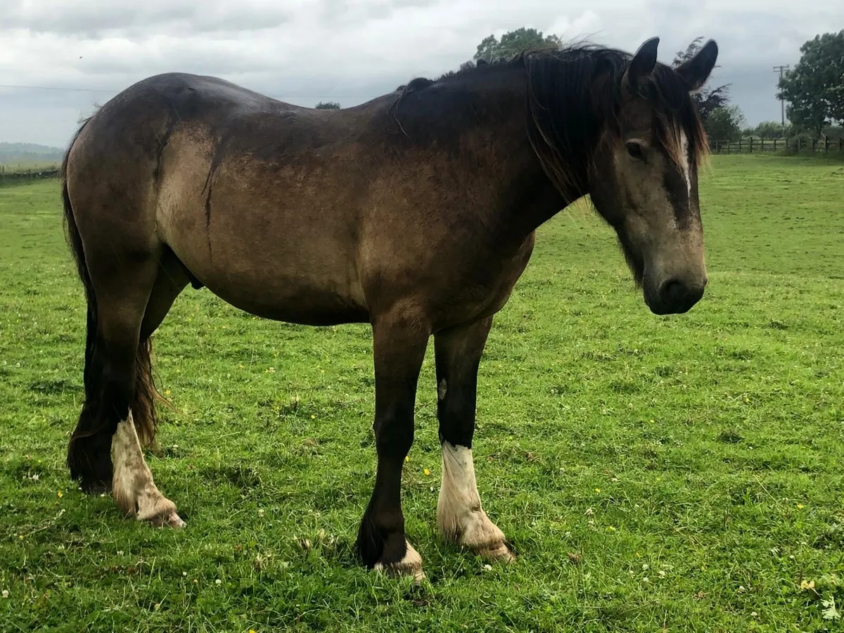15.1 3 year old Dun Gelding - Image 3