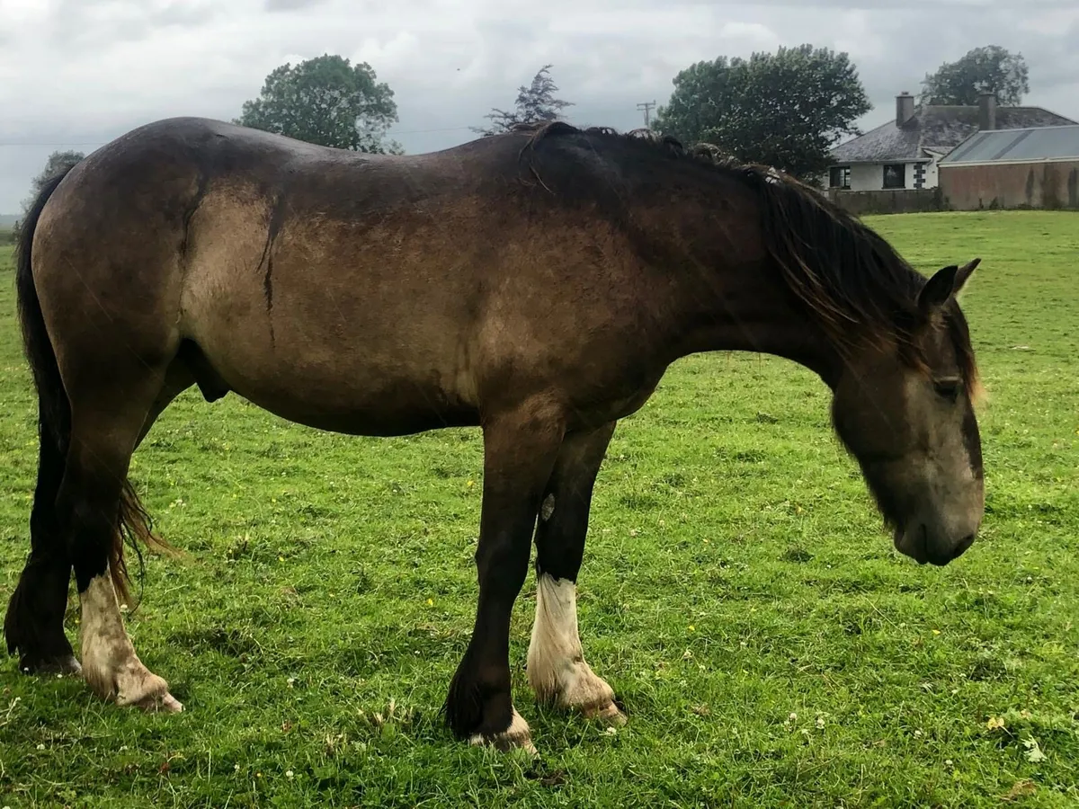 15.1 3 year old Dun Gelding - Image 4