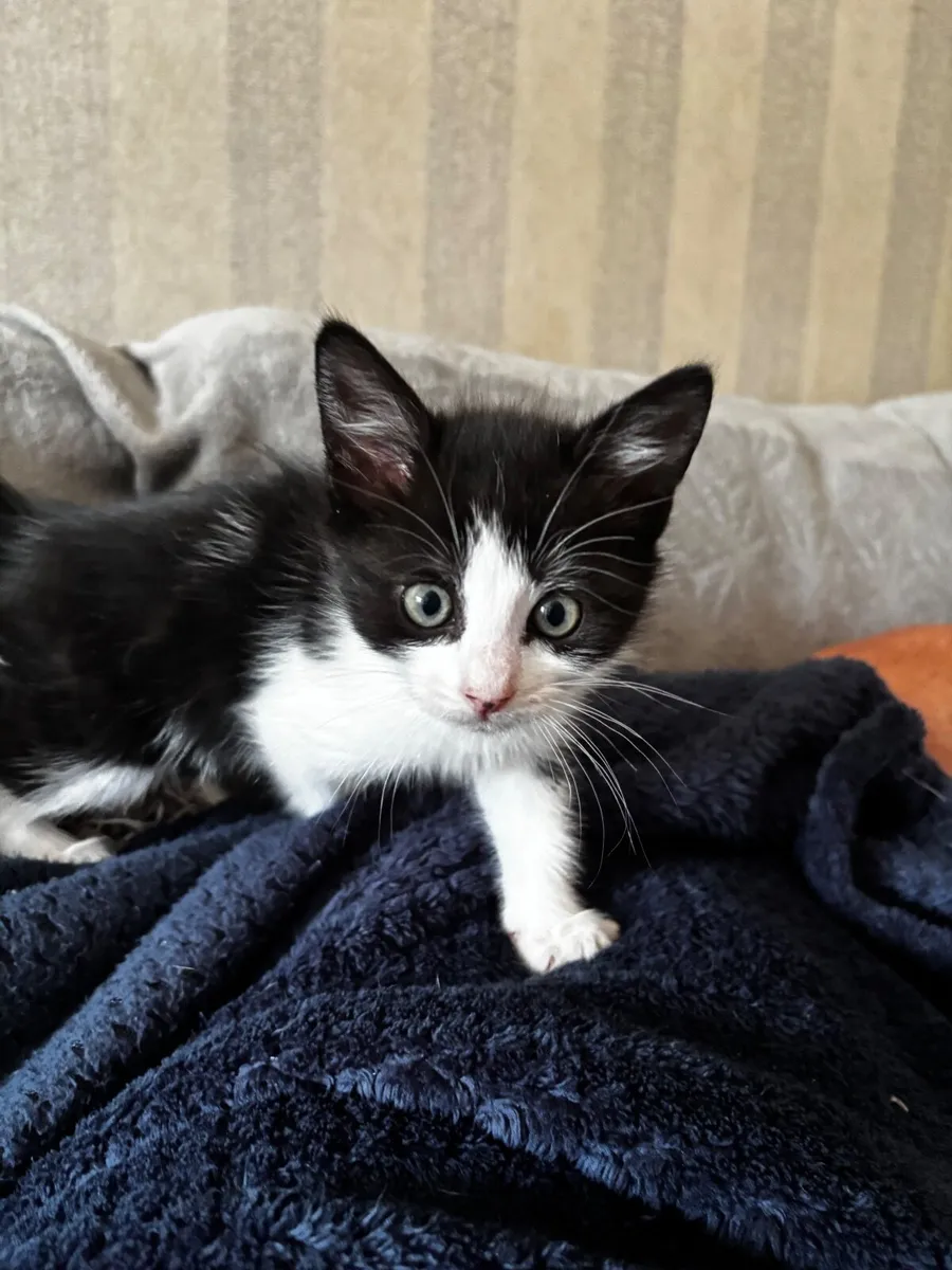 Kitten - Image 1