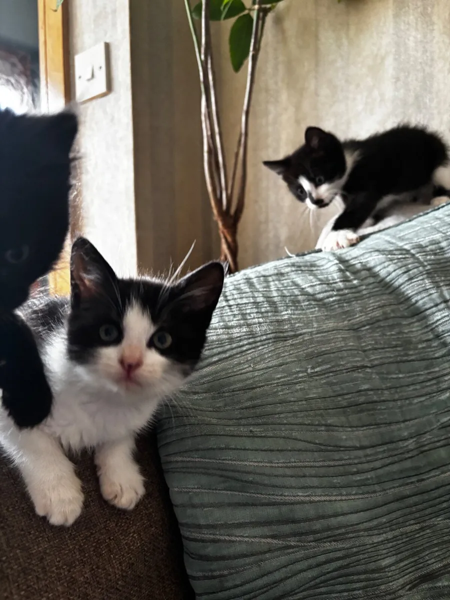Kitten - Image 4